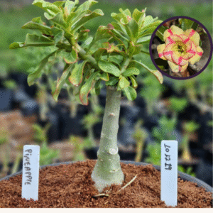 1012 19 Vaso 8 Litros Rosa do Deserto Pineapple (viveiro)