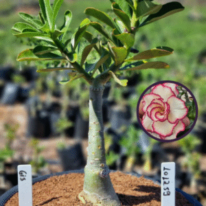 1012 59 Vaso 8 Litros Rosa do Deserto Gis (viveiro)