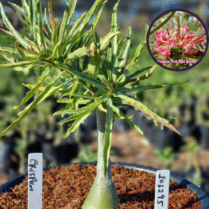 1012 95 Vaso 8 Litros Rosa do Deserto Crispum (viveiro)