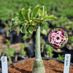 1012 30 Vaso 8 Litros Rosa do Deserto Lys (viveiro)