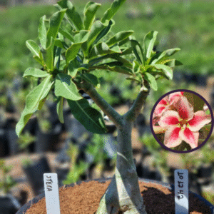 1012 42 Vaso 8 Litros Rosa do Deserto Stela (viveiro)