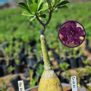 1012 53 Vaso 8 Litros Rosa do Deserto Céu Estrelado (viveiro)