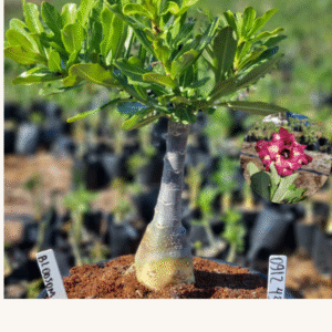 0912 43 Vaso 8 Litros Rosa do Deserto Bloosom (viveiro)