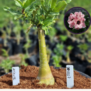 1012 17 Vaso 8 Litros Rosa do Deserto Nicole (viveiro)