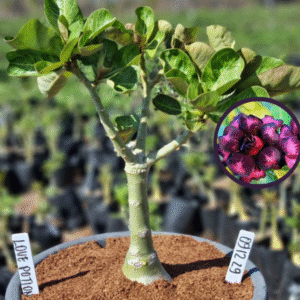 0912 29 Vaso 8 Litros Rosa do Deserto Love Potion (viveiro)