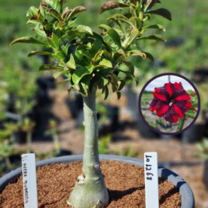 1012 68 Vaso 8 Litros Rosa do Deserto Viuva Negra Dobrada (viveiro)