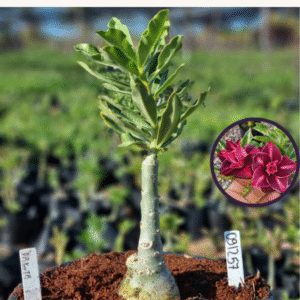 0912 57 Vaso 8 Litros Rosa do Deserto Dakota (viveiro)