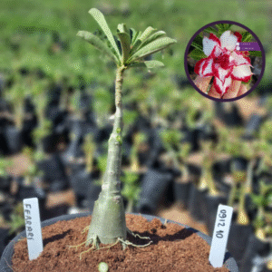 0912 10 Vaso 8 Litros Rosa do Deserto Ferrari (viveiro)