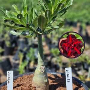 1012 51 Vaso 8 Litros Rosa do Deserto Volcano (viveiro)