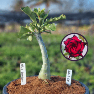 1212 68 Vaso 8 Litros Rosa do Deserto Blue Dragon (viveiro)