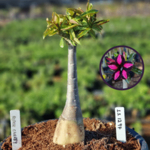 1112 97 Vaso 8 Litros Rosa do Deserto Black Cherry (viveiro)