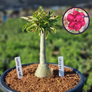 1212 55 Vaso 8 Litros Rosa do Deserto Under The Sky (viveiro)