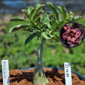 1112 34 Vaso 8 Litros Rosa do Deserto Crepusculo (viveiro)