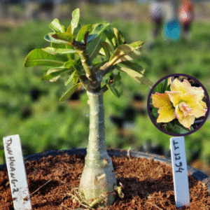 1112 94 Vaso 8 Litros Rosa do Deserto Dunhuang 2 (viveiro)