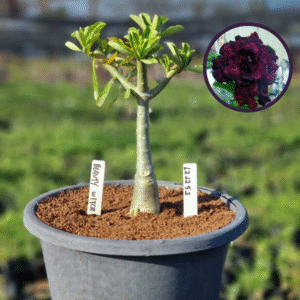 1212 51 Vaso 8 Litros Rosa do Deserto Beauty Witch (viveiro)