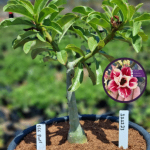 1112 23 Vaso 8 Litros Rosa do Deserto Egg Roll (viveiro)