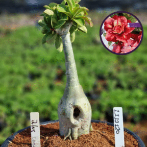 1112 120 Vaso 8 Litros Rosa do Deserto Julio Cesar (viveiro)