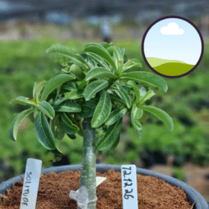 1212 26 Vaso 8 Litros Rosa do Deserto Solitude (viveiro)