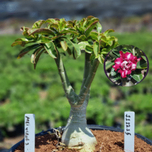 1112 15 Vaso 8 Litros Rosa do Deserto Mei Xiang 2 (viveiro)