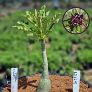 1212 46 Vaso 8 Litros Rosa do Deserto Lilac (viveiro)