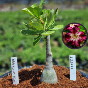 1112 26 Vaso 8 Litros Rosa do Deserto Black Neo Plum (viveiro)