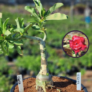 1112 72 Vaso 8 Litros Rosa do Deserto Cibele (viveiro)