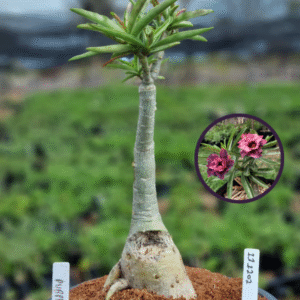 1112 02 Vaso 8 Litros Rosa do Deserto Purple Storm (viveiro)