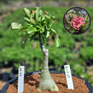 1212 29 Vaso 8 Litros Rosa do Deserto Kr 54 (viveiro)