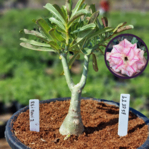 1112 57 Vaso 8 Litros Rosa do Deserto Rei Davi 2 (viveiro)