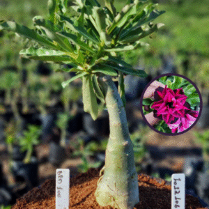 1012 106 Vaso 8 Litros Rosa do Deserto BRD 100 (viveiro)