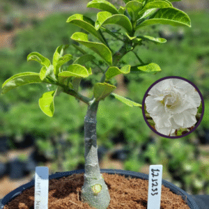 1212 33 Vaso 8 Litros Rosa do Deserto White House (viveiro)