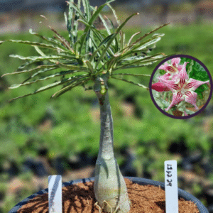 1112 29 Vaso 8 Litros Rosa do Deserto Crispum (viveiro)