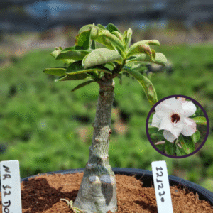 1212 20 Vaso 8 Litros Rosa do Deserto NR 12 (viveiro)