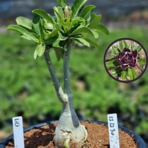 1112 30 Vaso 8 Litros Rosa do Deserto Lilac (viveiro)