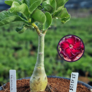 1112 115 Vaso 8 Litros Rosa do Deserto Siuzicum (viveiro)