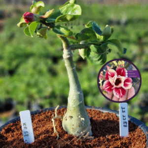 1112 88 Vaso 8 Litros Rosa do Deserto KR 53 (viveiro)