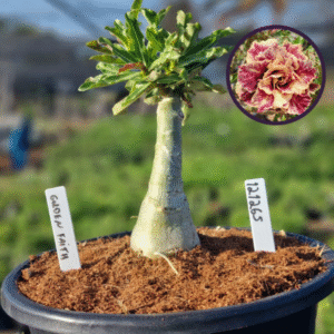 1212 65 Vaso 8 Litros Rosa do Deserto Golden Faith (viveiro)