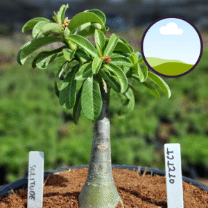 1212 10 Vaso 8 Litros Rosa do Deserto Solitude (viveiro)