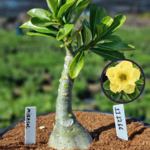 1112 66 Vaso 8 Litros Rosa do Deserto Mirasol (viveiro)