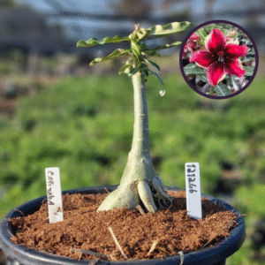 1212 66 Vaso 8 Litros Rosa do Deserto Capixaba (viveiro)