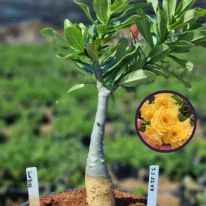 1112 44 Vaso 8 Litros Rosa do Deserto Sunrise (viveiro)