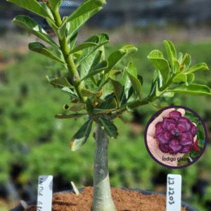 1212 03 Vaso 8 Litros Rosa do Deserto Indigo Glaze (viveiro)