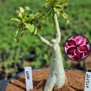 1212 14 Vaso 8 Litros Rosa do Deserto Nolan (viveiro)