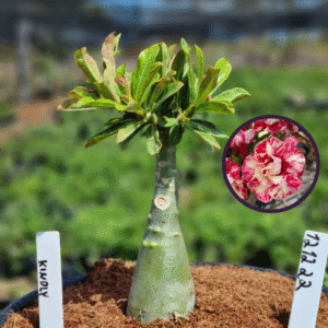 1212 22 Vaso 8 Litros Rosa do Deserto Kindly (viveiro)