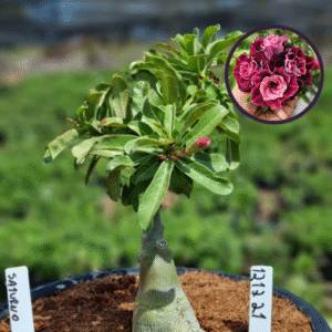 1212 21 Vaso 8 Litros Rosa do Deserto Saturno (viveiro)