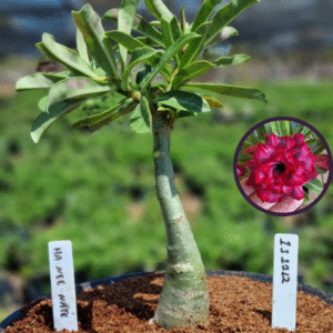 1112 12 Vaso 8 Litros Rosa do Deserto HA NEE MATE (viveiro)