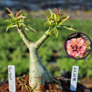 1112 95 Vaso 8 Litros Rosa do Deserto Respect (viveiro)