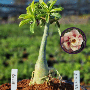 1112 99 Vaso 8 Litros Rosa do Deserto CN 199 (viveiro)