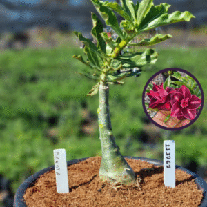 1112 61 Vaso 8 Litros Rosa do Deserto Dakota (viveiro)