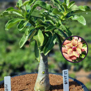 1112 67 Vaso 8 Litros Rosa do Deserto Maria (viveiro)